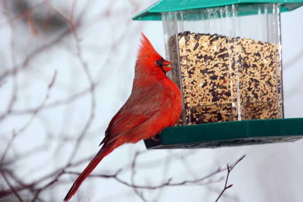 Bird Feeder Hanging in Owensboro